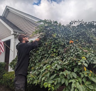 bush trimming